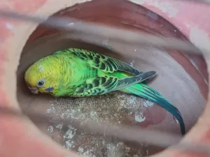 Budgerigar Running Pair / Budgerigar