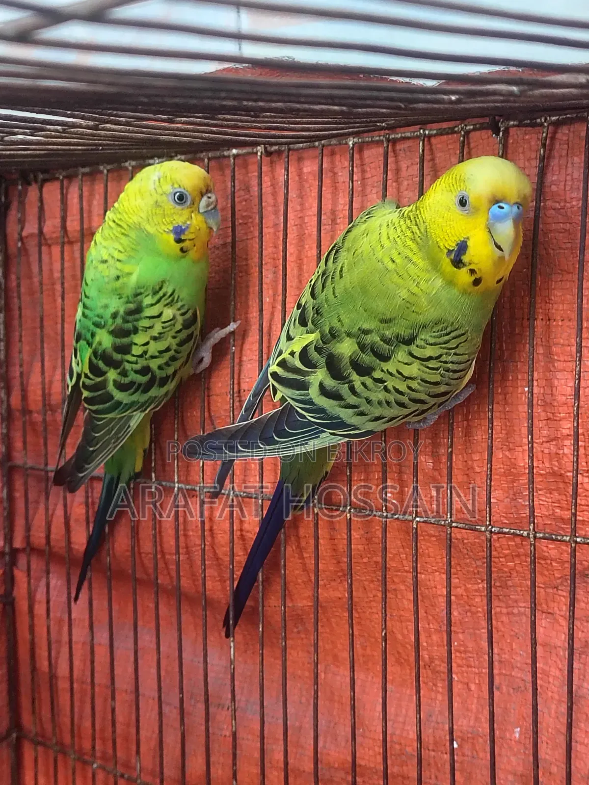 Budgerigar Running Pair / Budgerigar