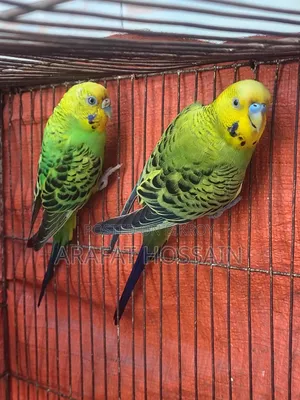 Budgerigar Running Pair / Budgerigar