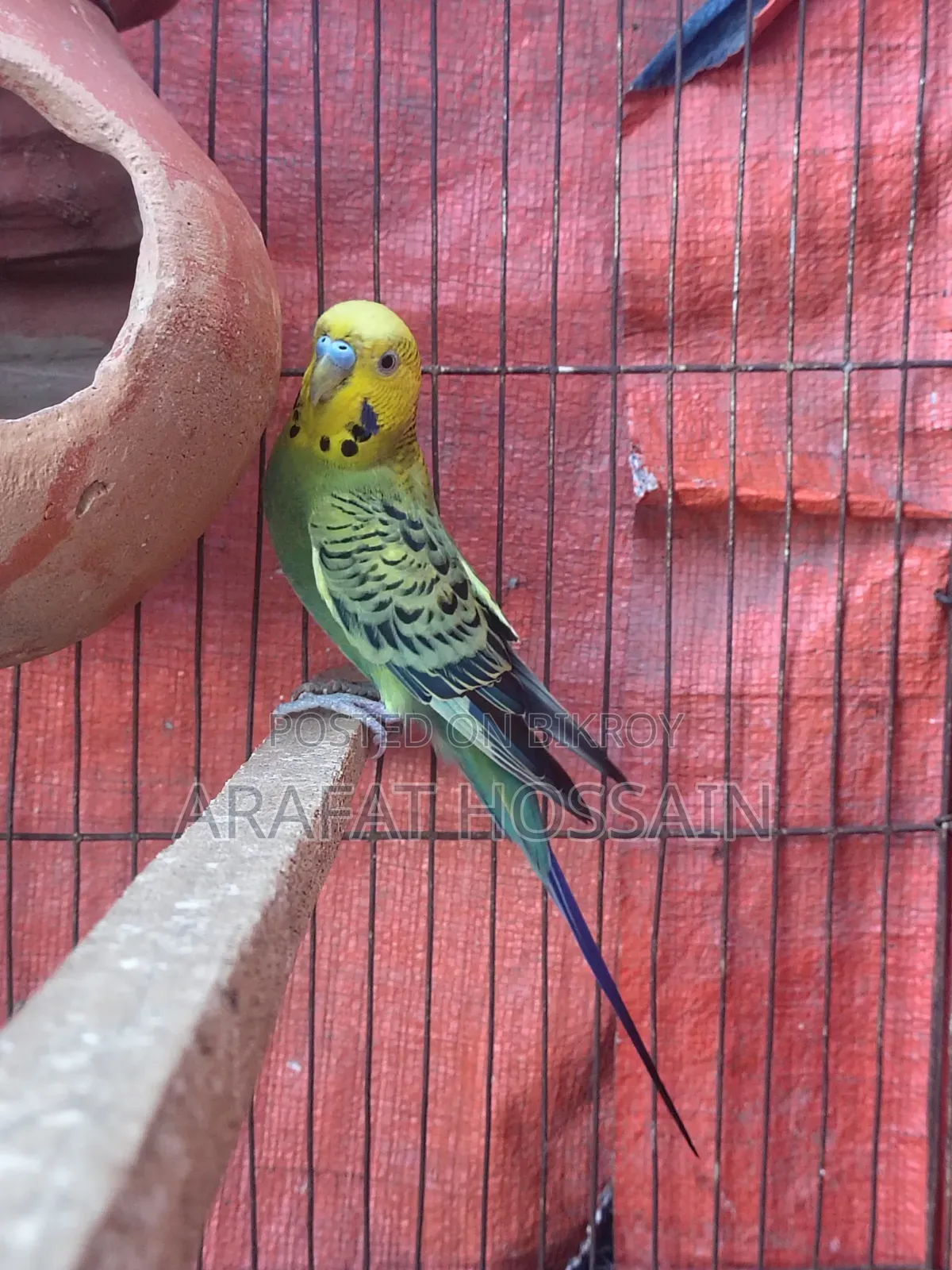 Budgerigar Running Pair / Budgerigar