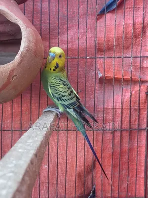 Budgerigar Running Pair / Budgerigar