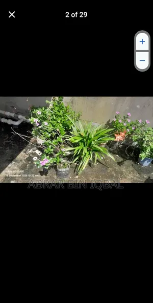 Home Flower Plants