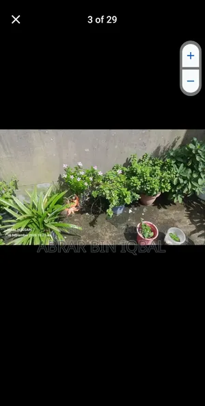 Home Flower Plants
