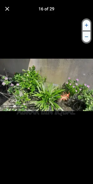 Home Flower Plants