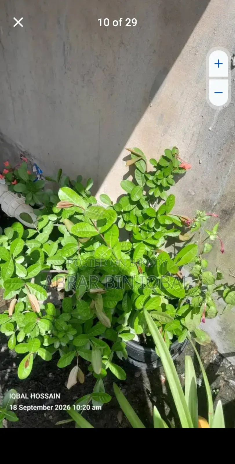 Home Flower Plants