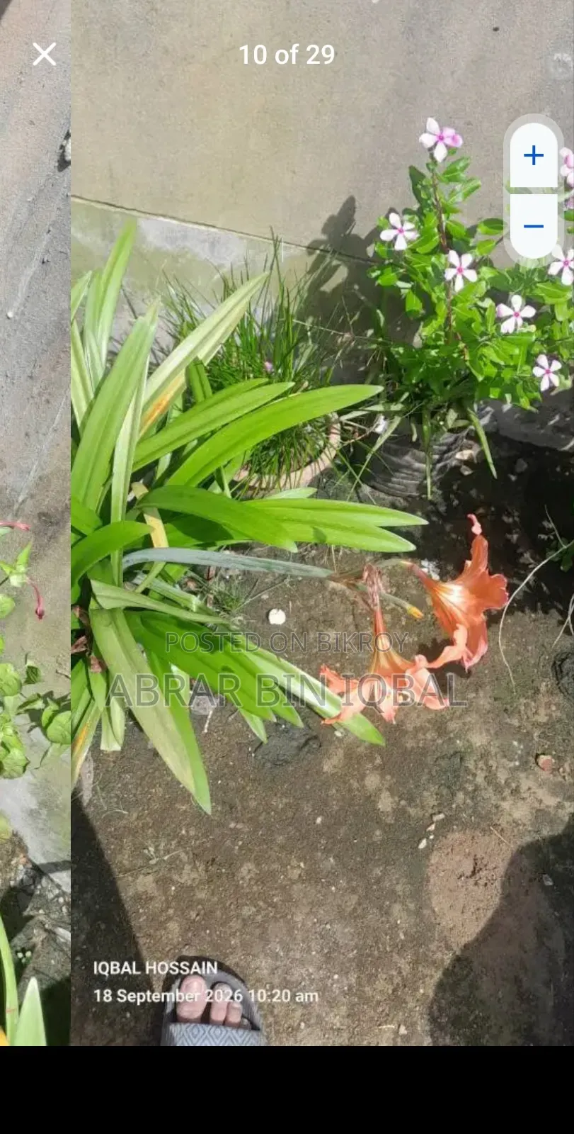 Home Flower Plants