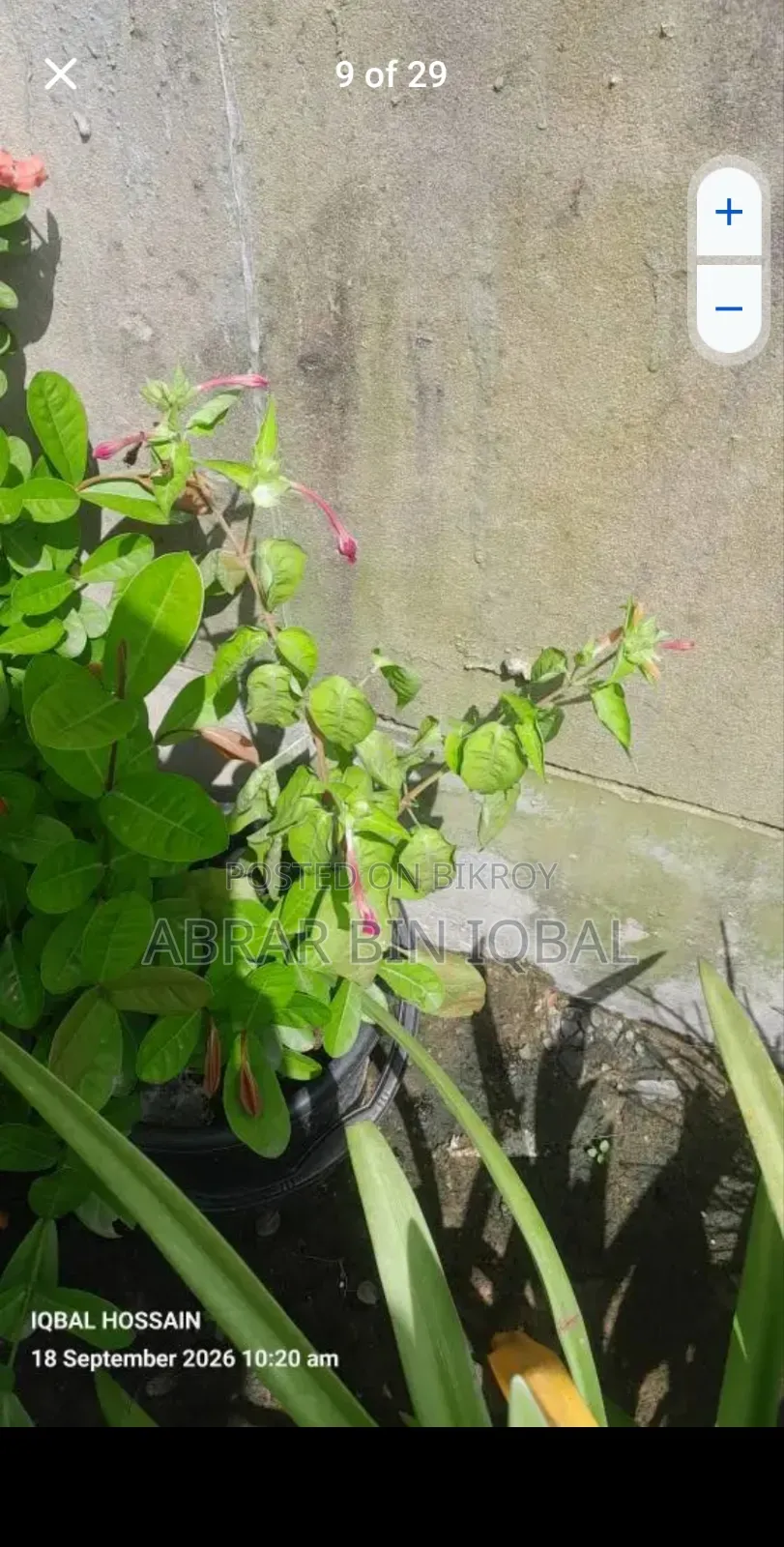 Home Flower Plants