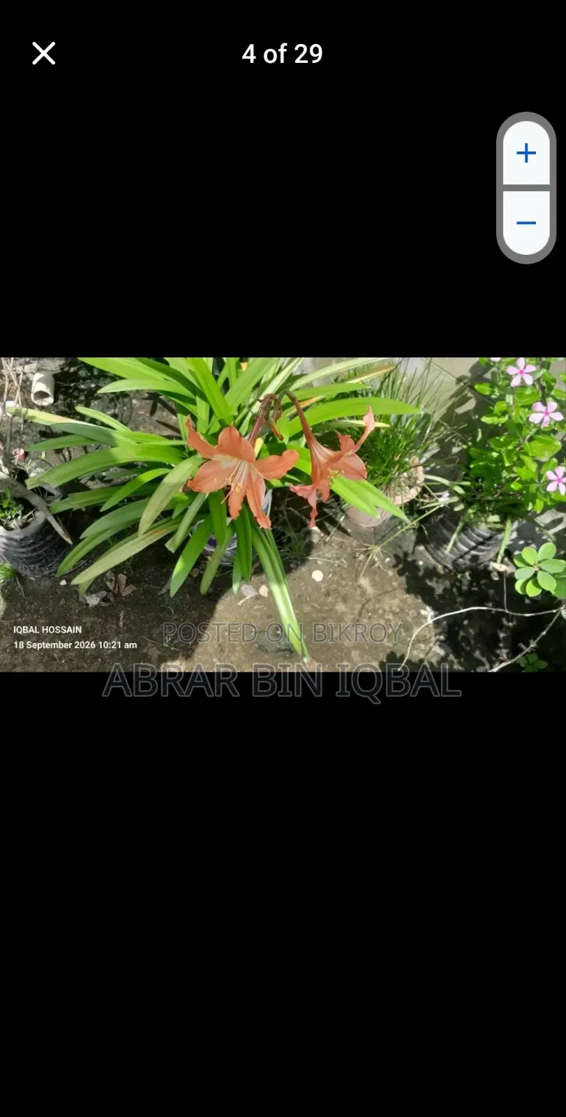 Home Flower Plants
