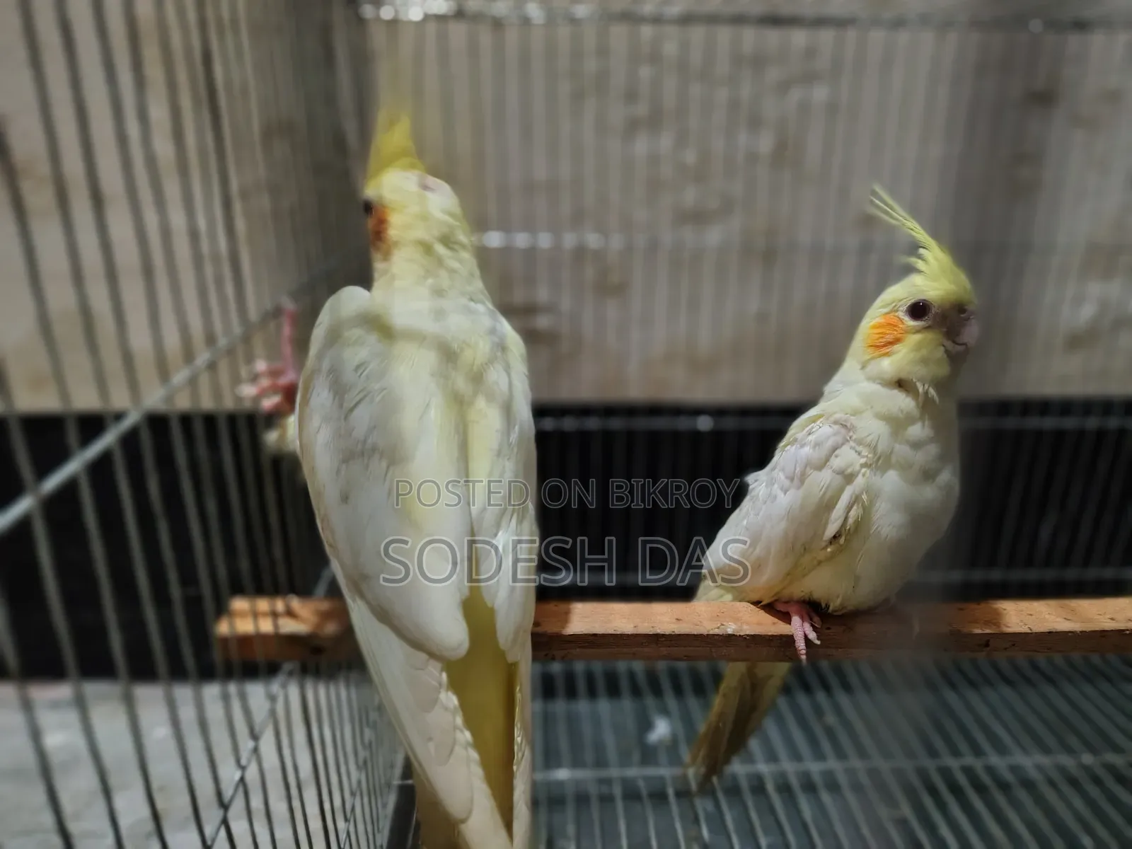 Cockatiel Litnu Pal