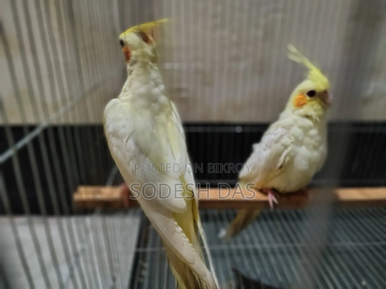 Cockatiel Litnu Pal