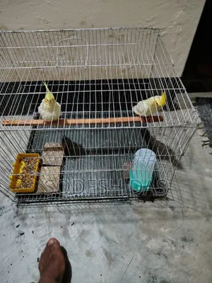 Cockatiel Litnu Pal
