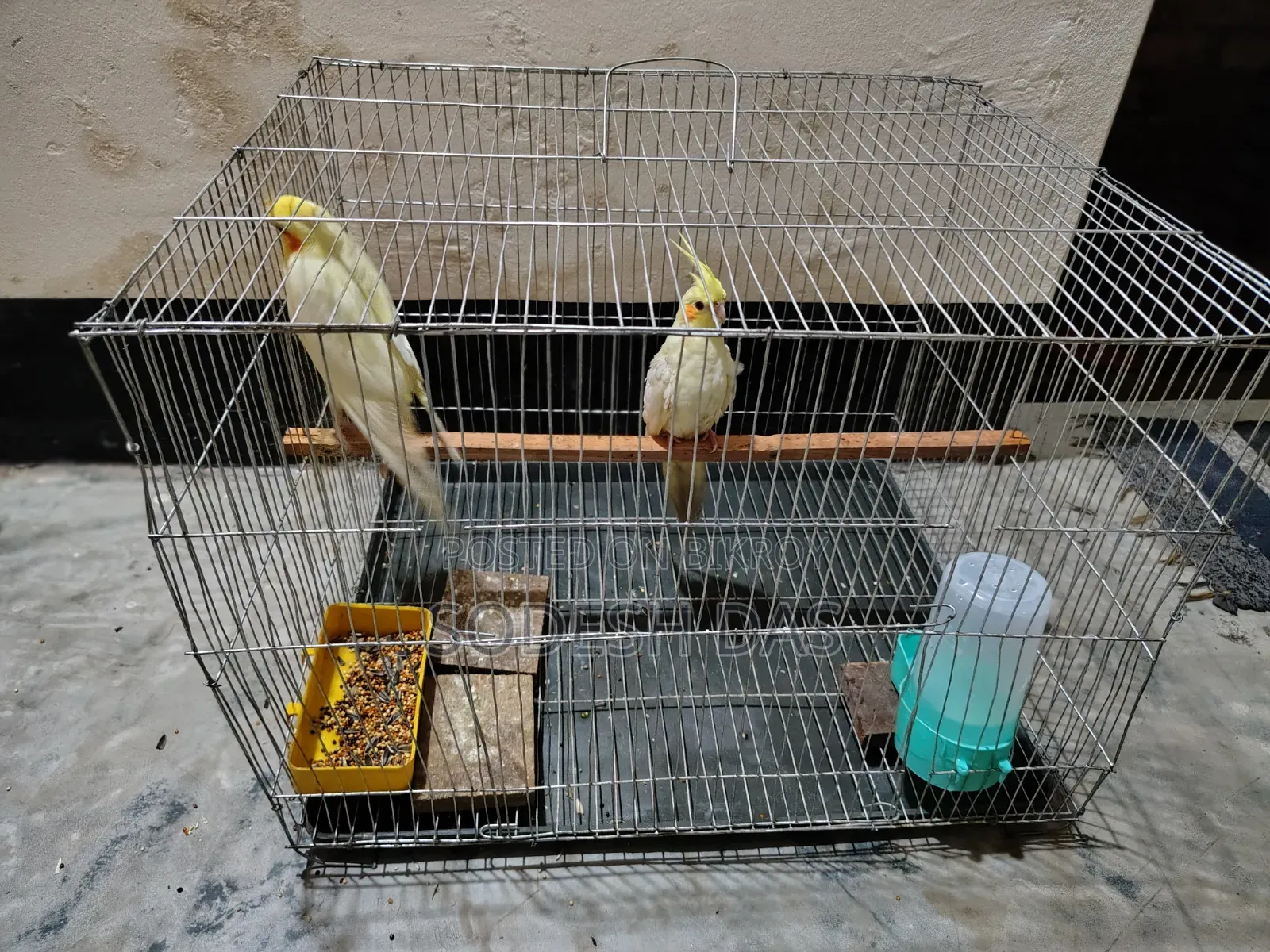 Cockatiel Litnu Pal