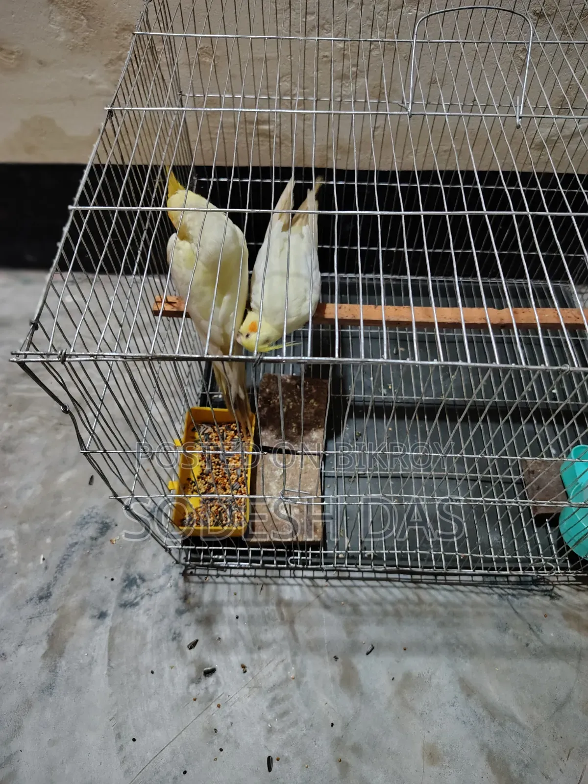 Cockatiel Litnu Pal