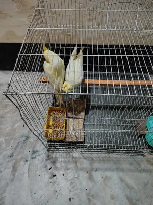 Cockatiel Litnu Pal