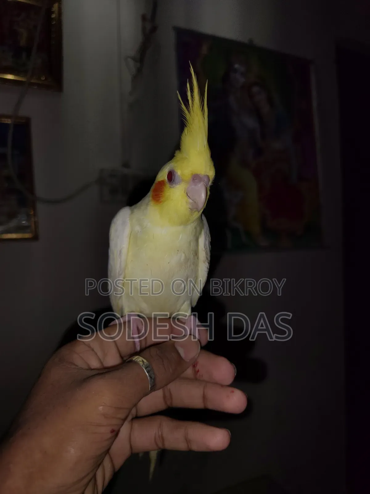 Cockatiel Litnu Pal