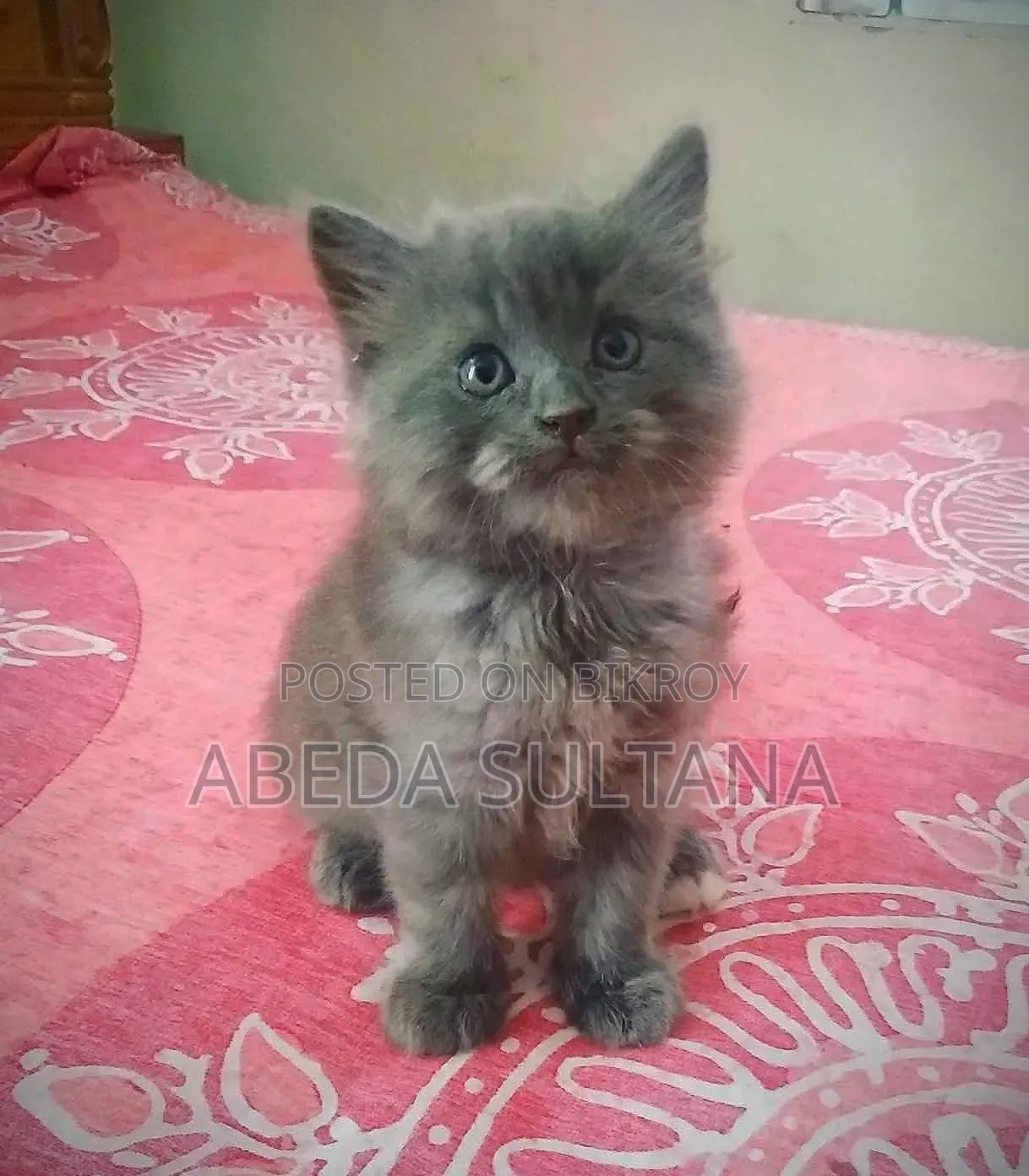 0-1 Month Male Purebred British Shorthair