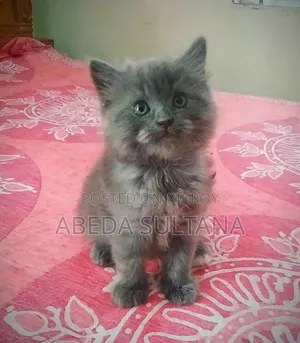 0-1 Month Male Purebred British Shorthair