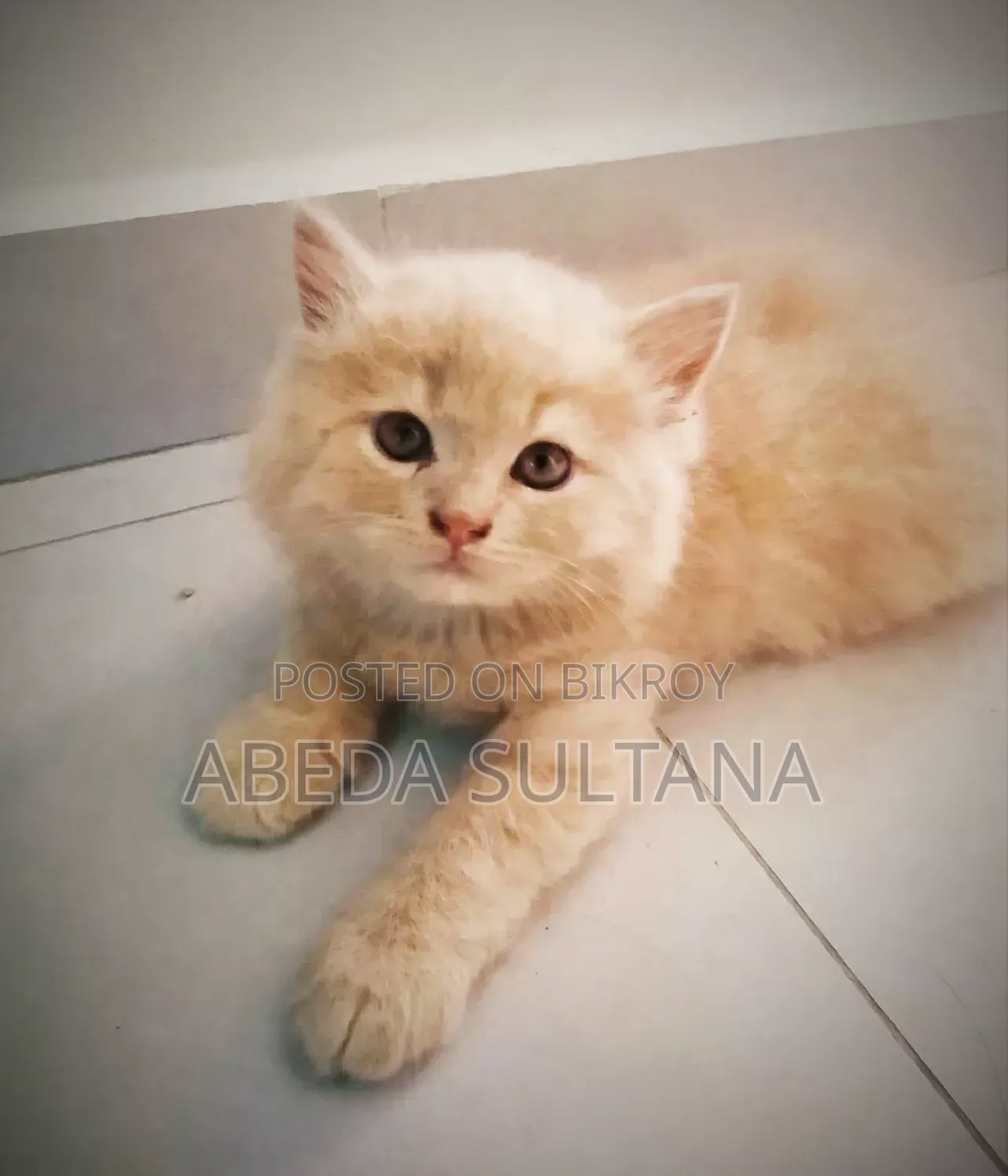0-1 Month Male Purebred British Shorthair