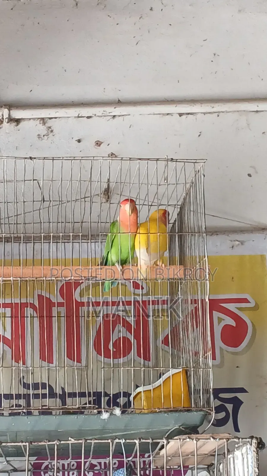 Lovebird Parrot