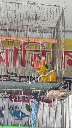 Lovebird Parrot