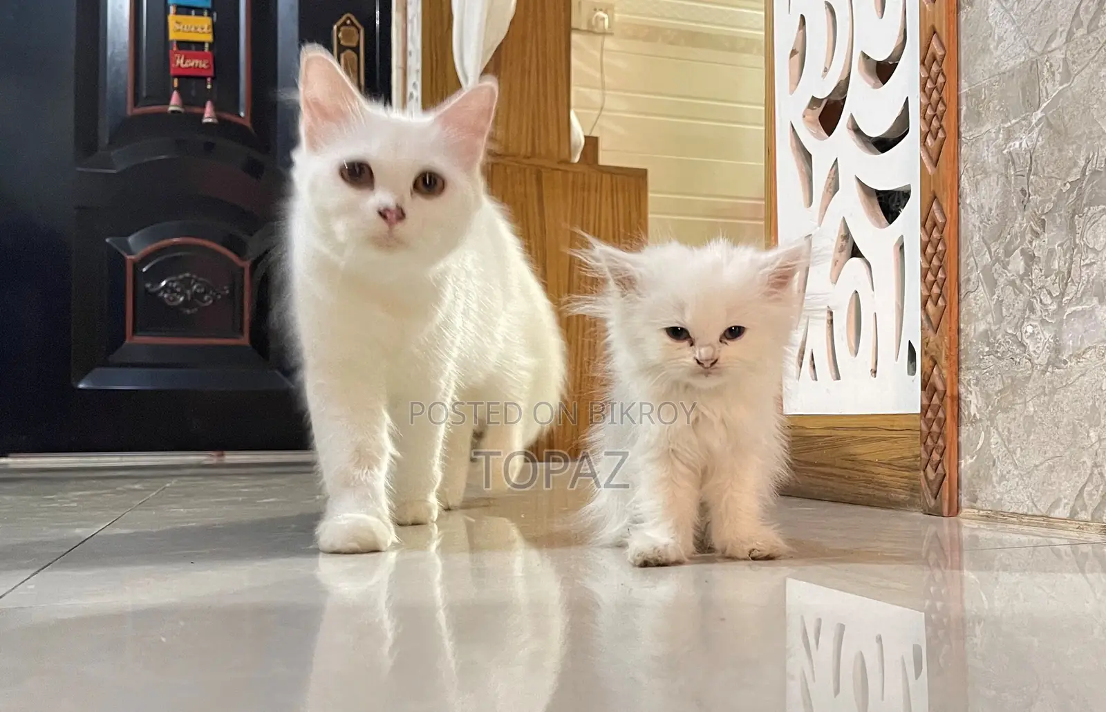 6-12 months Female Purebred Persian