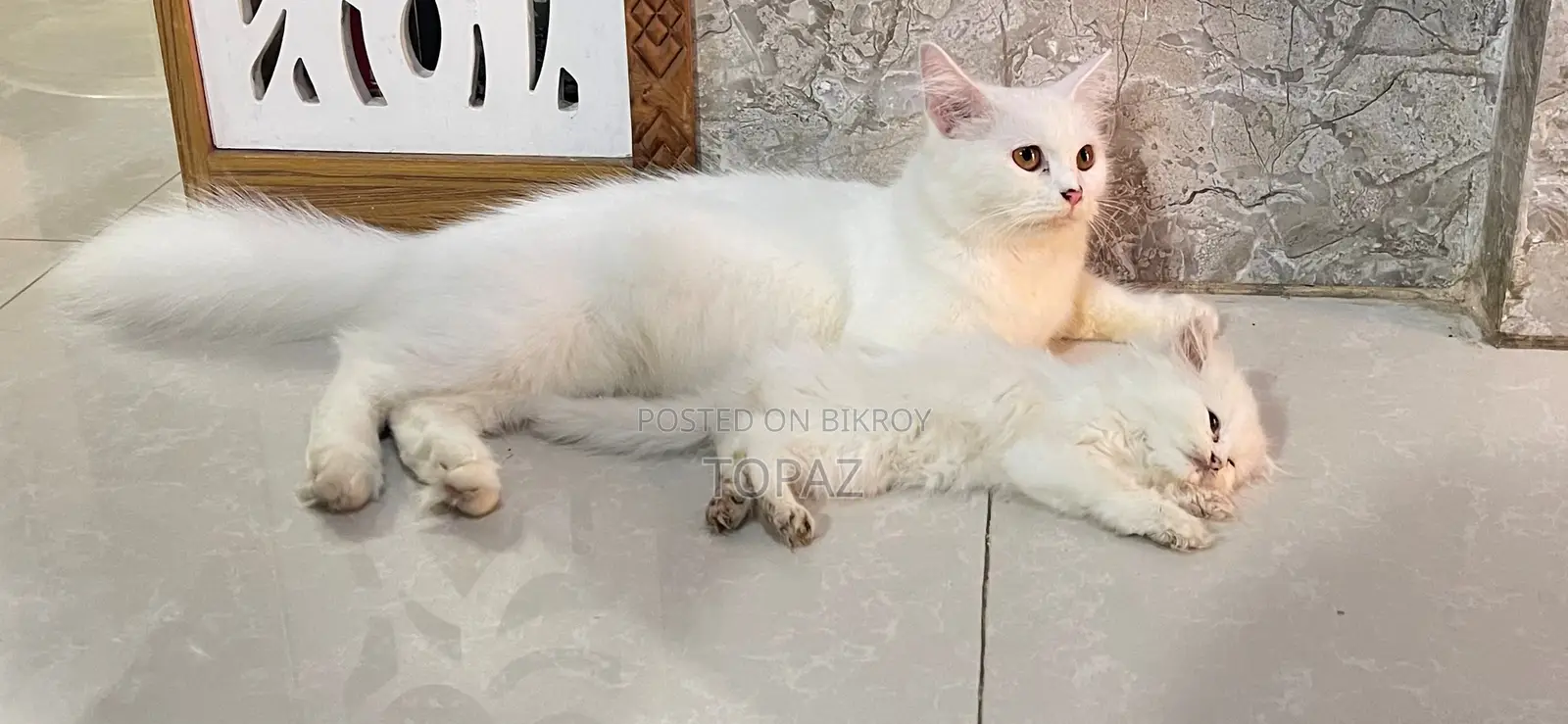 6-12 months Female Purebred Persian