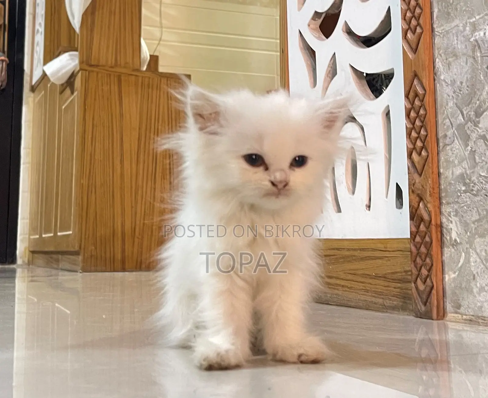 6-12 months Female Purebred Persian
