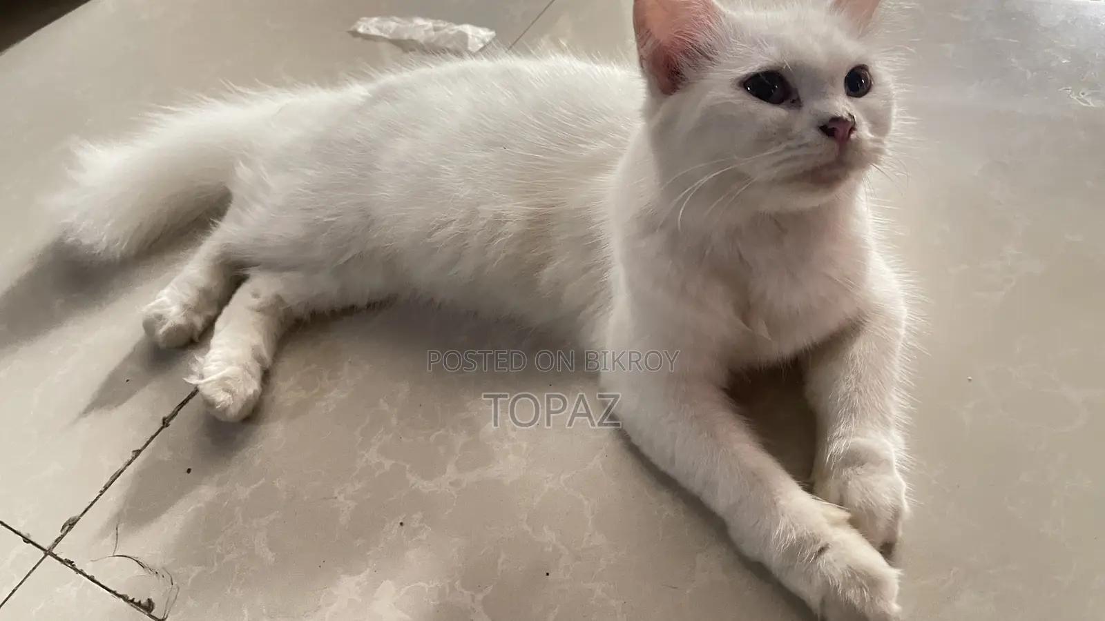 6-12 months Female Purebred Persian