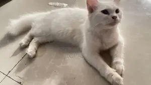 6-12 months Female Purebred Persian