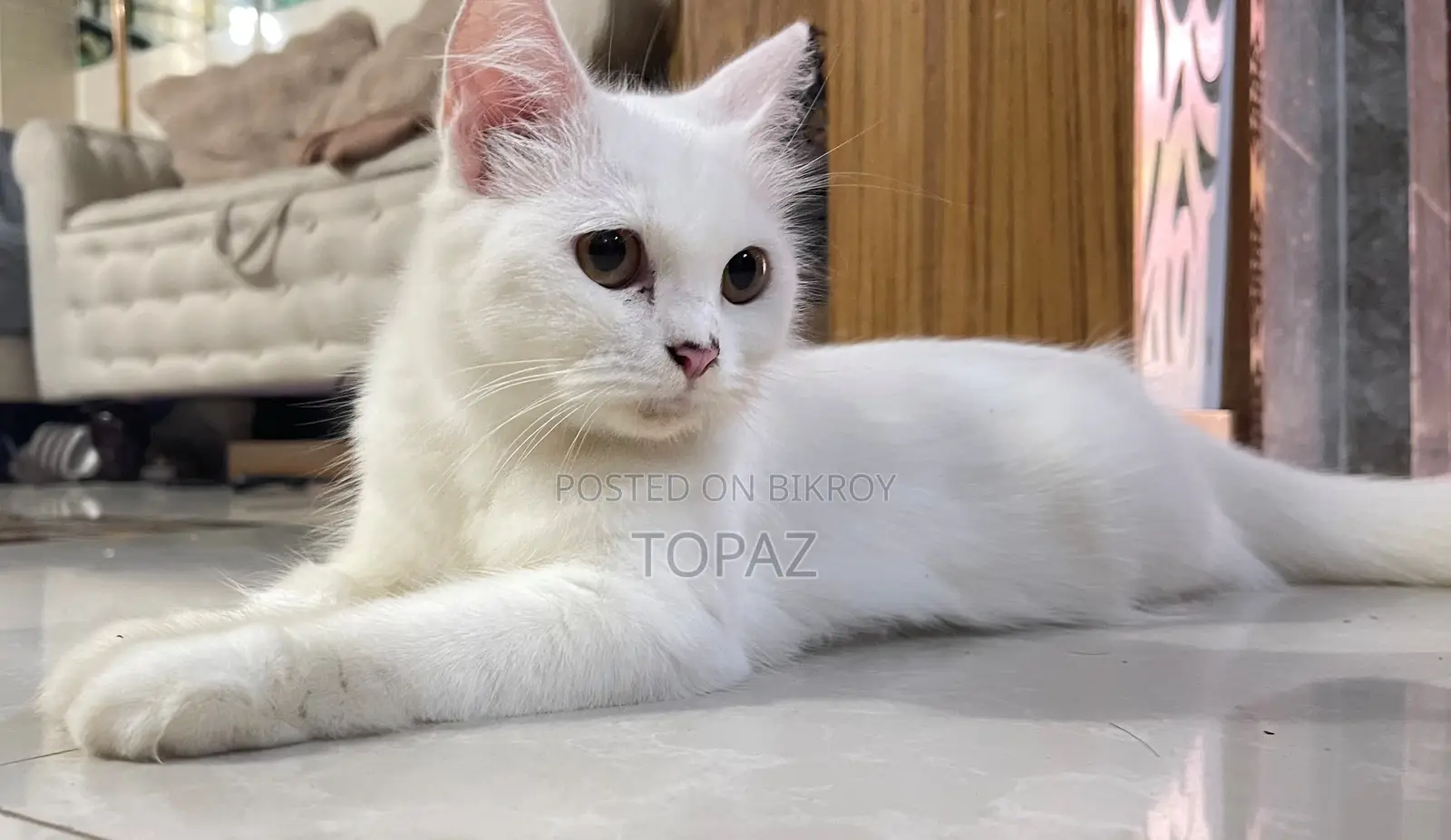 6-12 months Female Purebred Persian