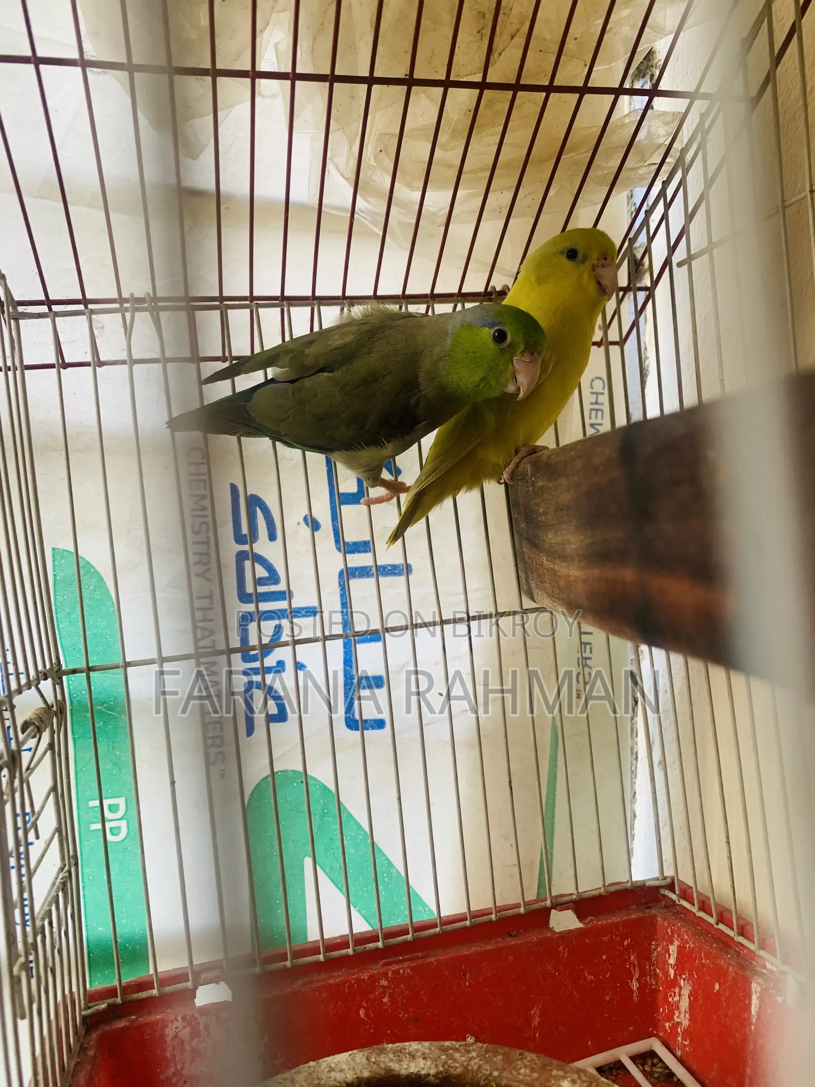 Forqus Bird