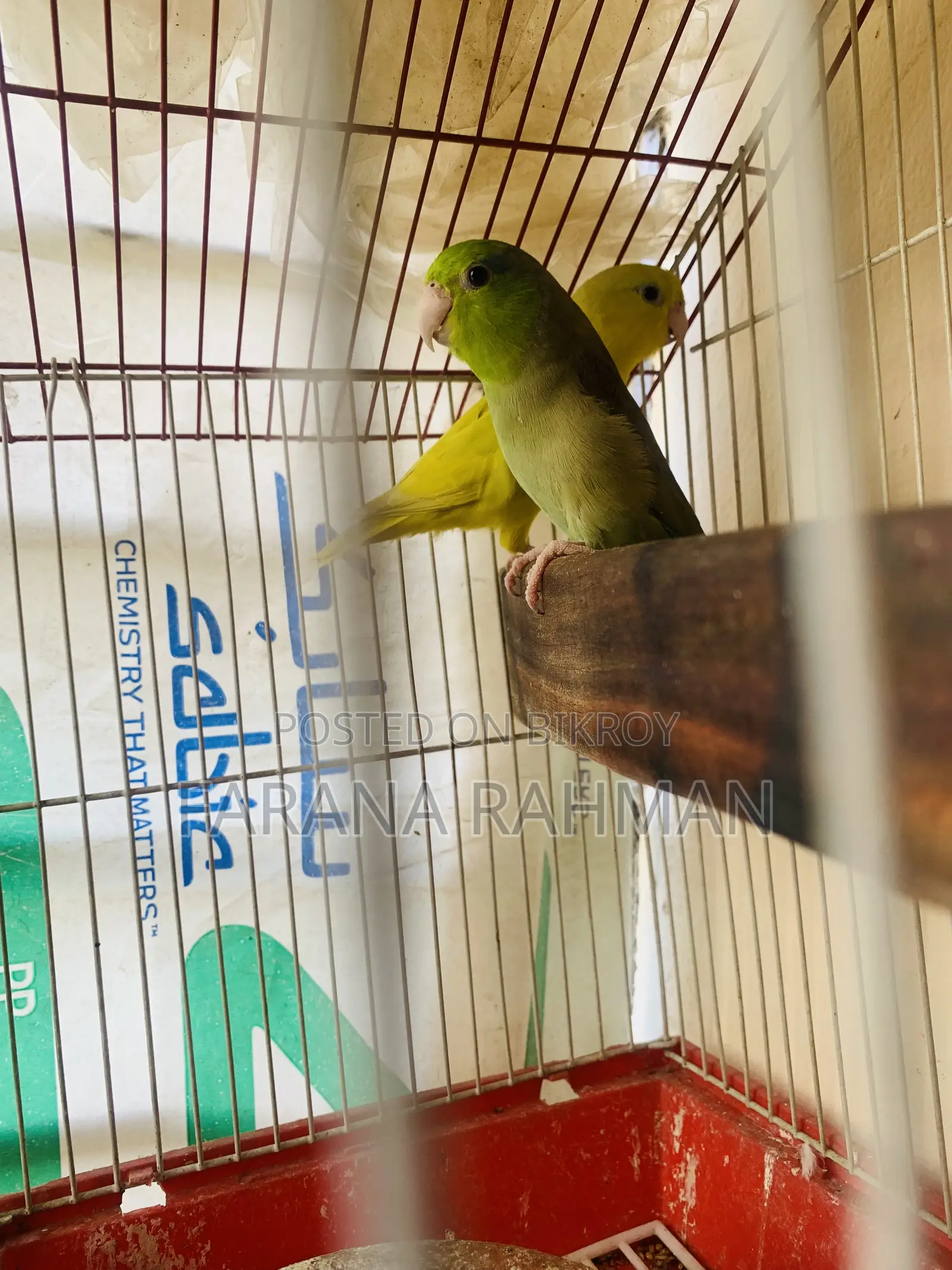 Forqus Bird