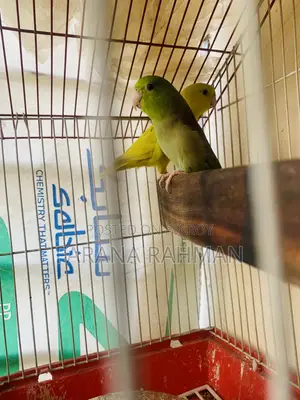 Forqus Bird