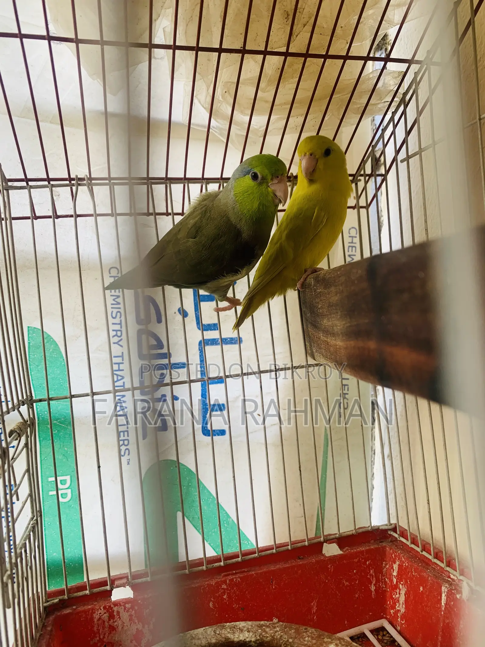Forqus Bird