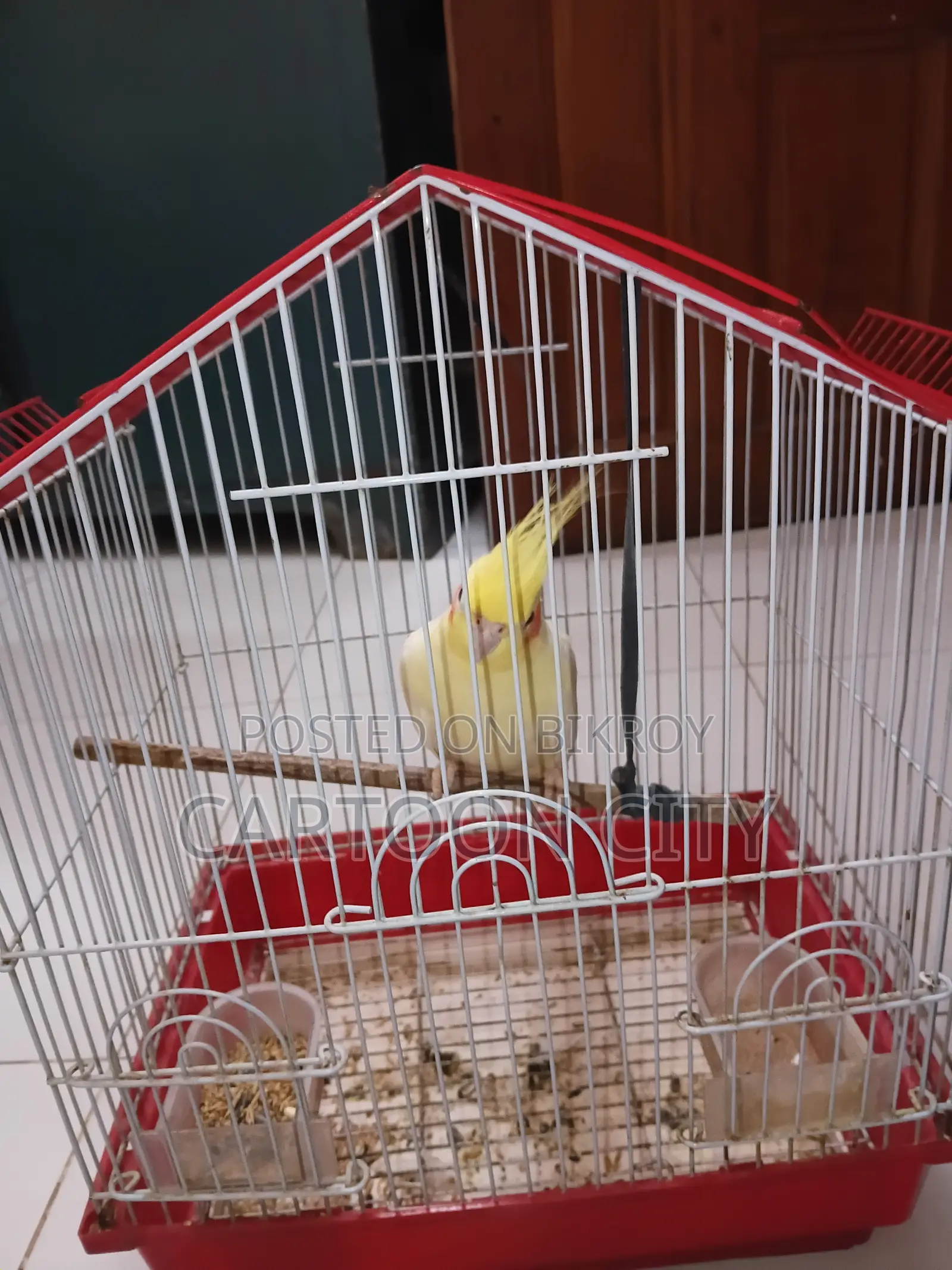 Cockatiel Bird | 2 Years+