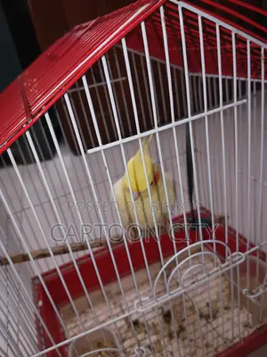 Cockatiel Bird | 2 Years+
