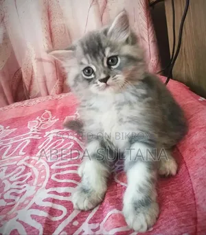 0-1 Month Female Purebred Persian