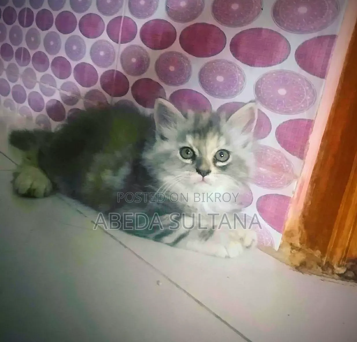 0-1 Month Female Purebred Persian