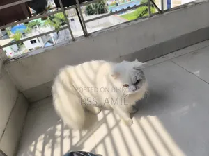 6-12 months Female Purebred Persian