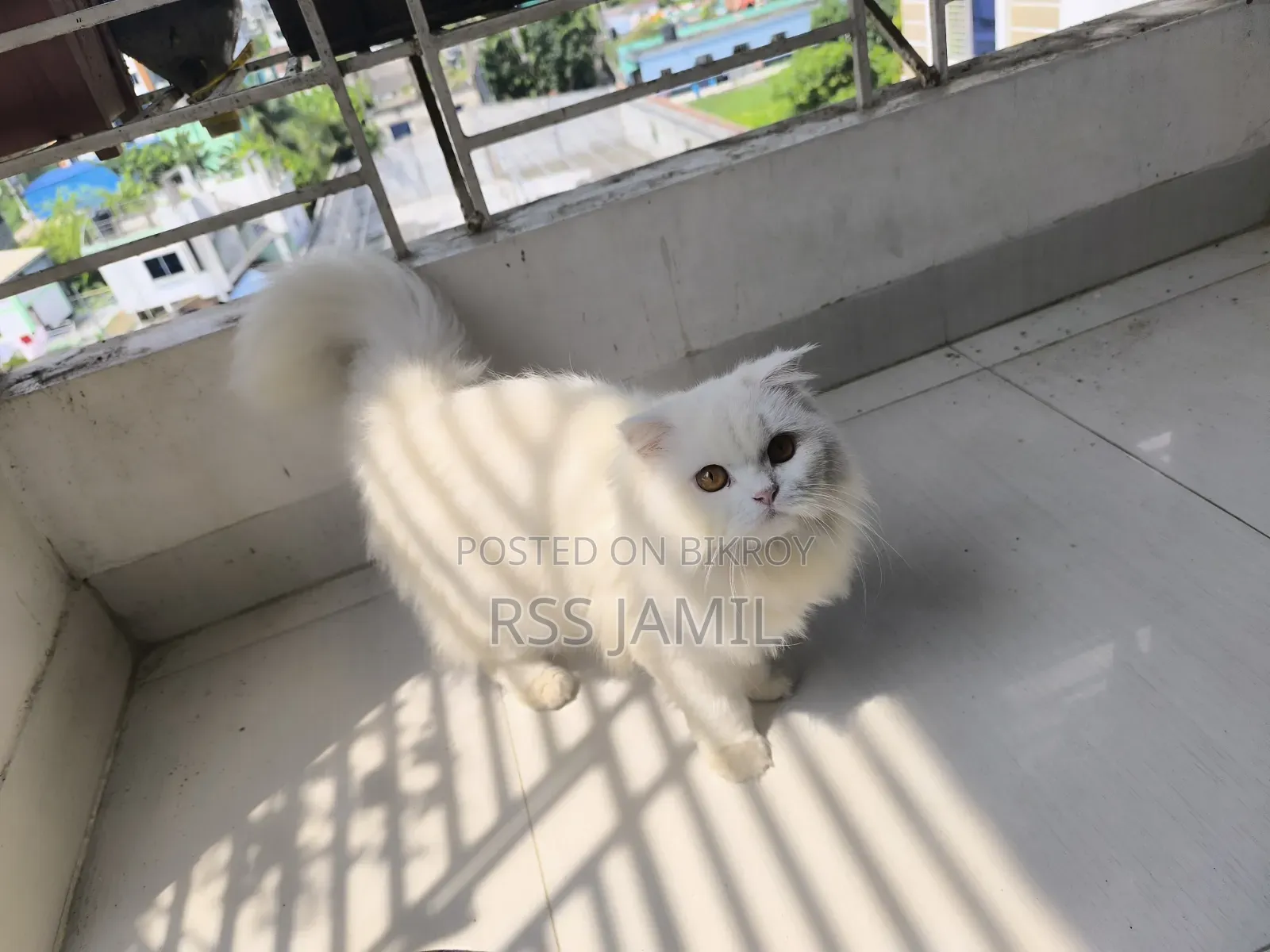 6-12 months Female Purebred Persian