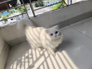 6-12 months Female Purebred Persian