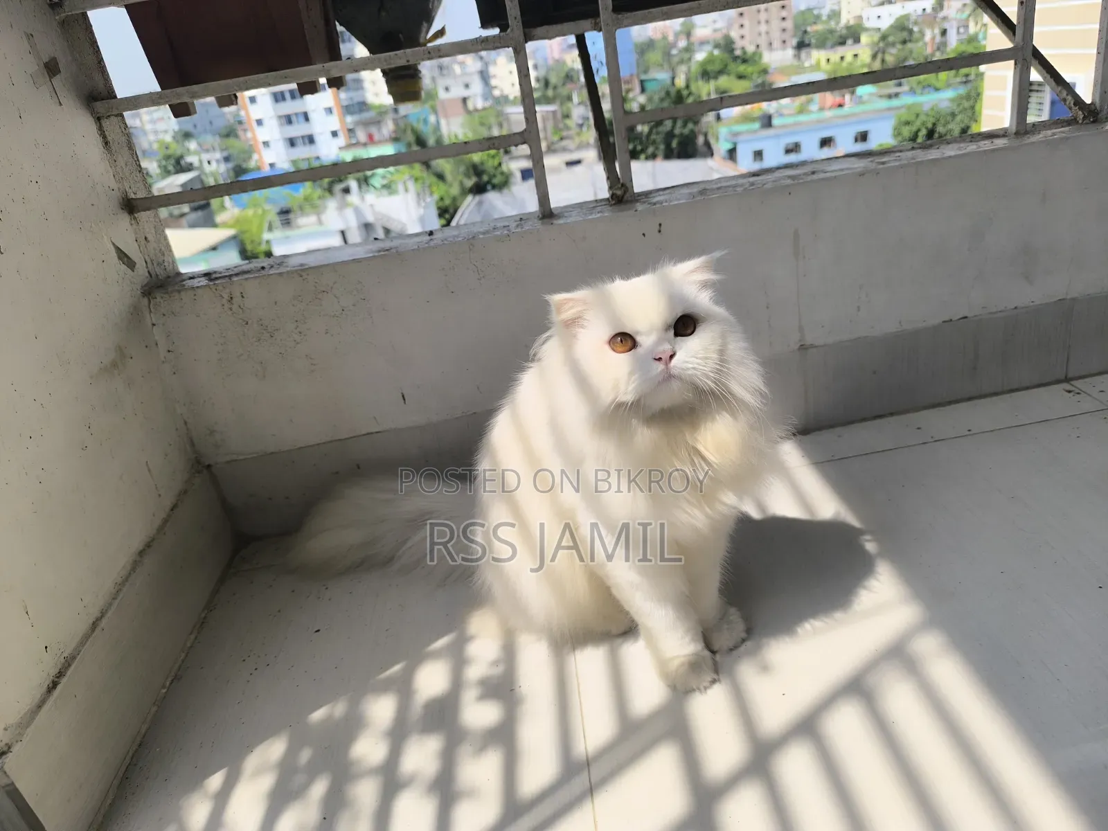 6-12 months Female Purebred Persian