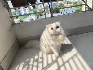 6-12 months Female Purebred Persian