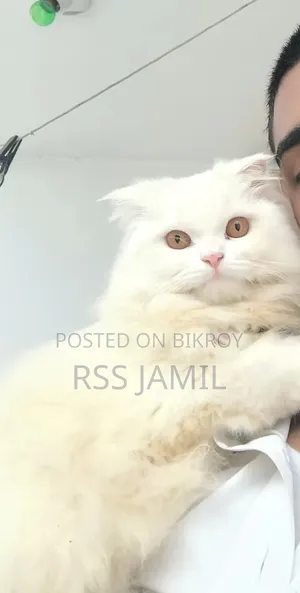 6-12 months Female Purebred Persian