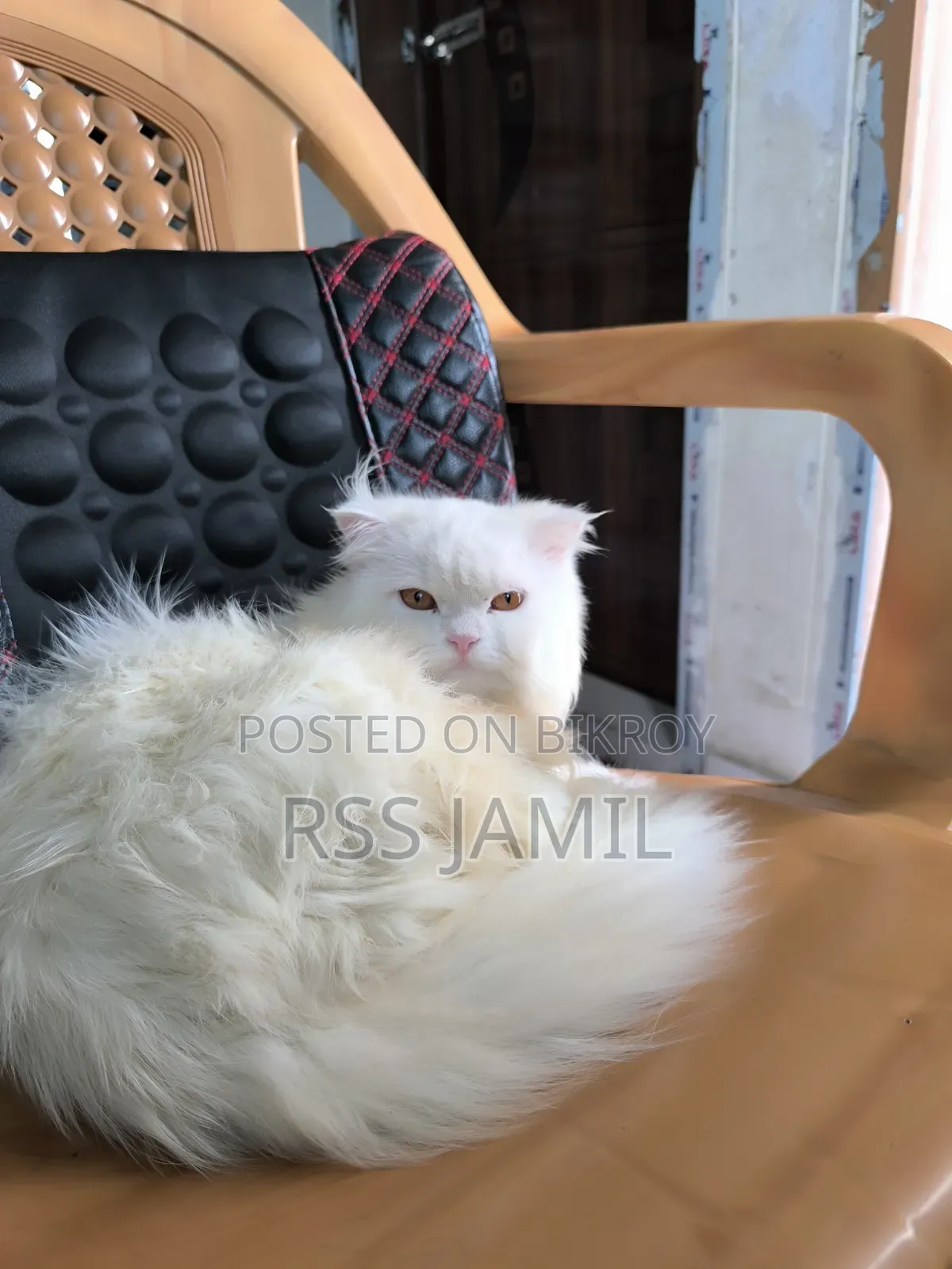 6-12 months Female Purebred Persian
