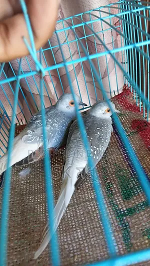 Silver Diamond Dove