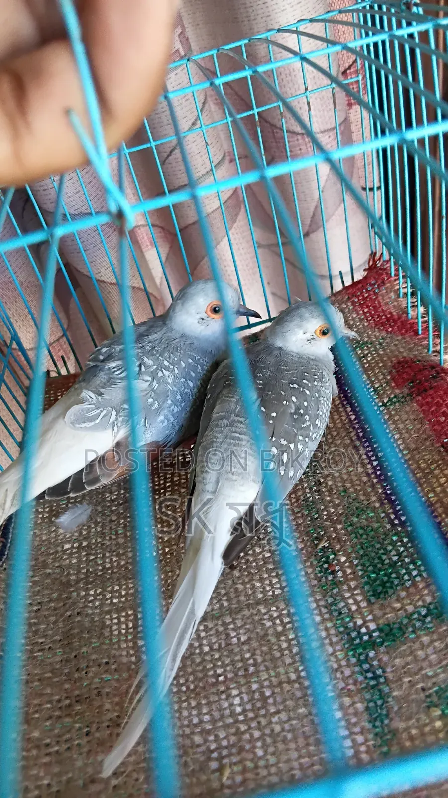 Silver Diamond Dove