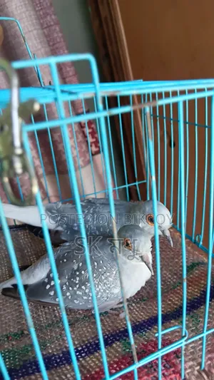 Silver Diamond Dove