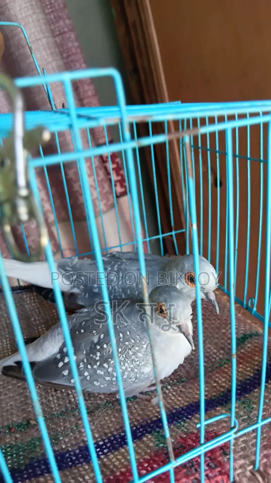 Silver Diamond Dove