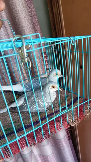 Silver Diamond Dove